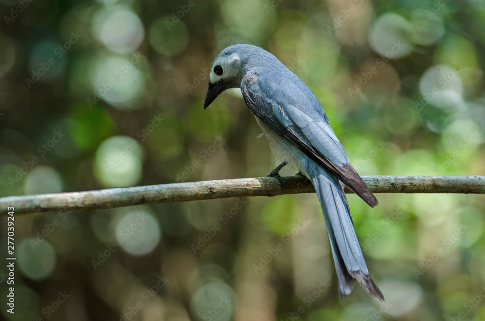 Ashy Drongo bird perched on a branch Ashy Drongo bird perched on a branch