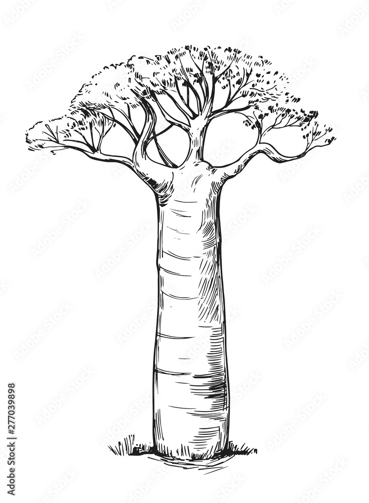 Baobab tree sketch. Hand drawn illustration converted to vector Stock