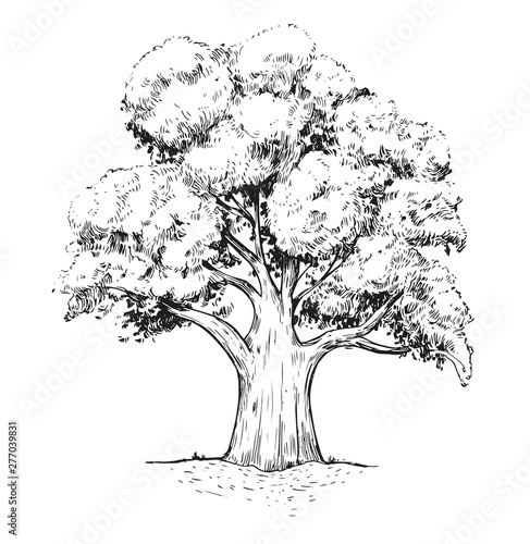 Old big tree. Hand drawn illustration converted to vector
