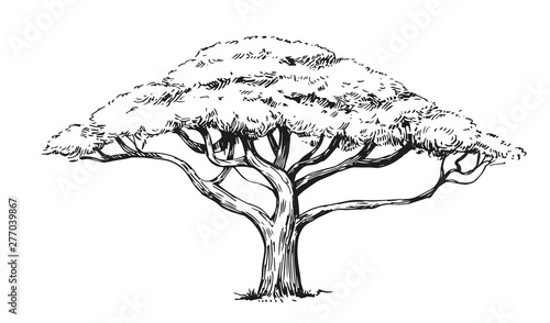 Sketch of an acacia tree. Hand drawn illustration converted to vector