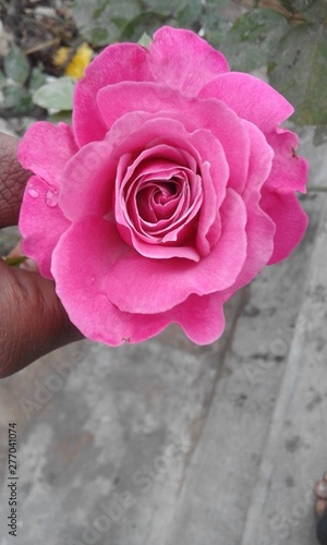 pink rose on a wooden background