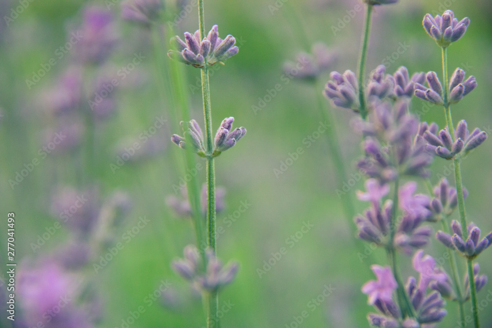 Soft focus on beautiful lavender flowers Soft focus on beautiful lavender flowers