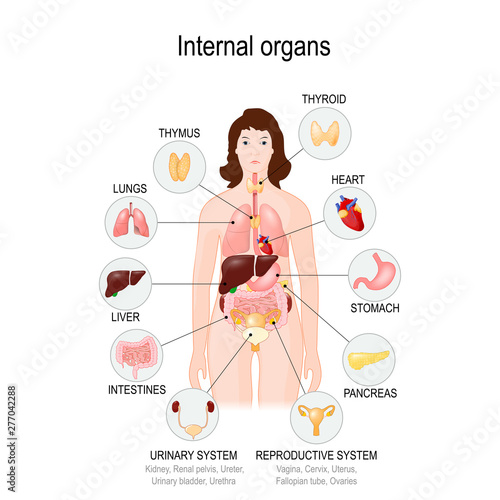 internal organs of the human body
