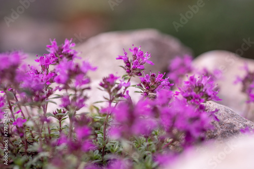 flowers in the garden