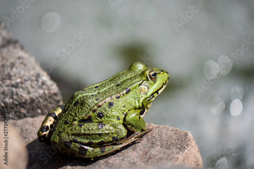 frog on leaf