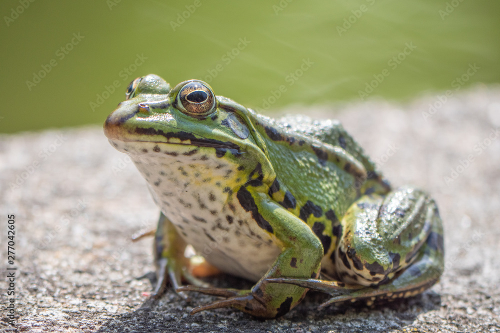 Obraz premium green tree frog