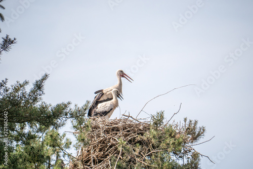 stork in the nest