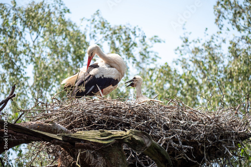 stork in the nest