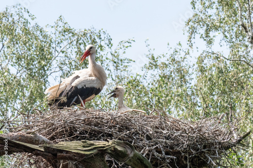 stork in nest