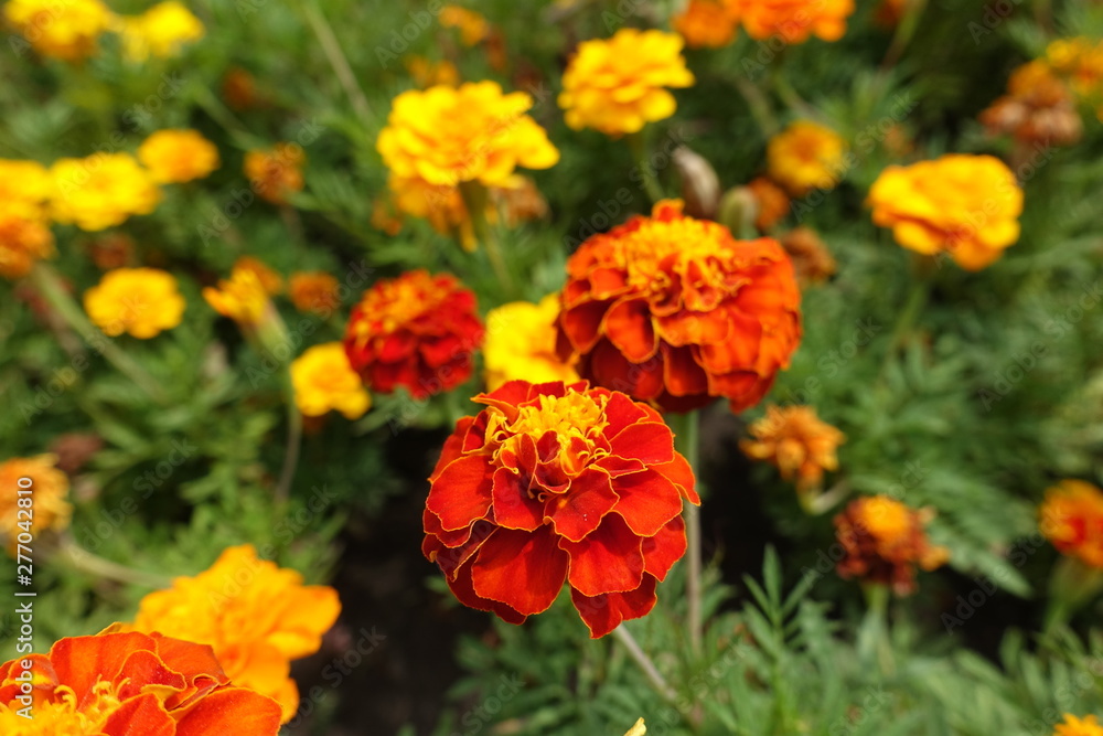 Red and orange flower head of Tagetes patula