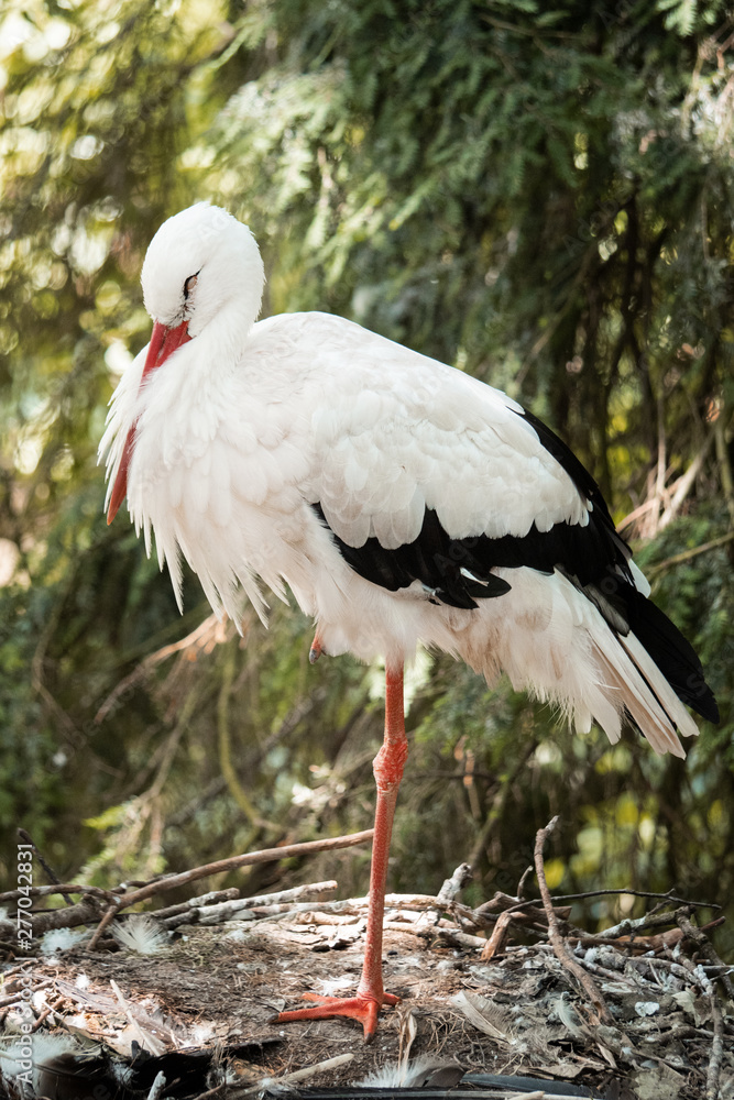 Fototapeta premium white stork ciconia ciconia