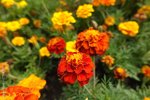 Red and orange flower head of Tagetes patula © Anna