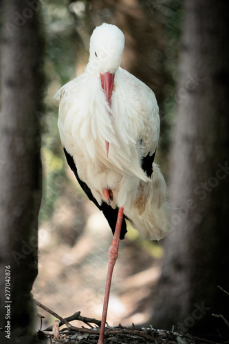 in zoo