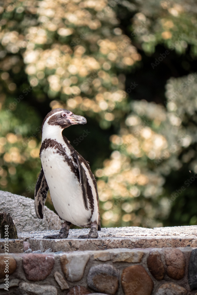 Fototapeta premium penguin on a rock