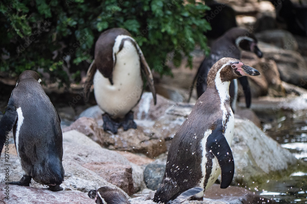 Naklejka premium penguins on rock