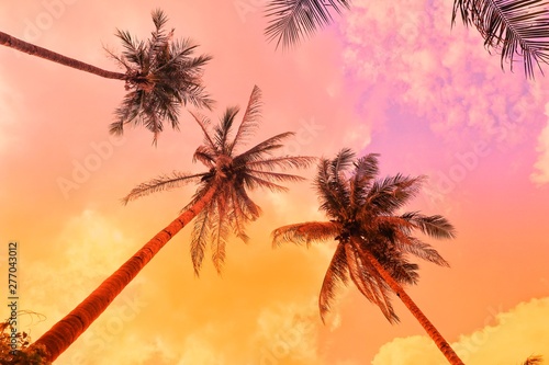 Palmen vor Abendhimmel © Marc Stephan