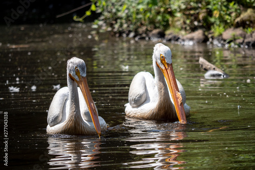two pelicans in danube delta