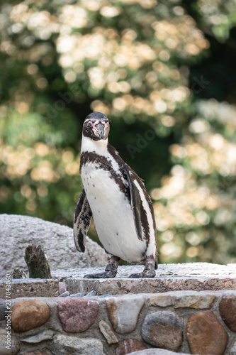 penguin on a rock