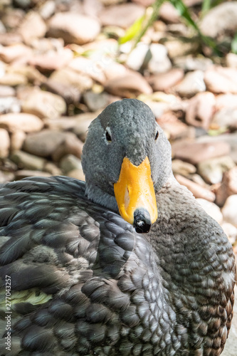 portrait of a duck