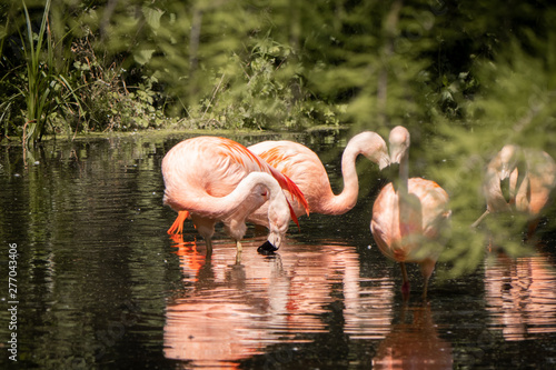 group of flamingos