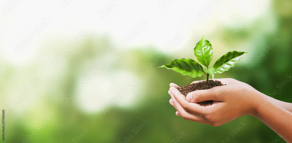hand holding young plant on blur green nature background. concept eco ...