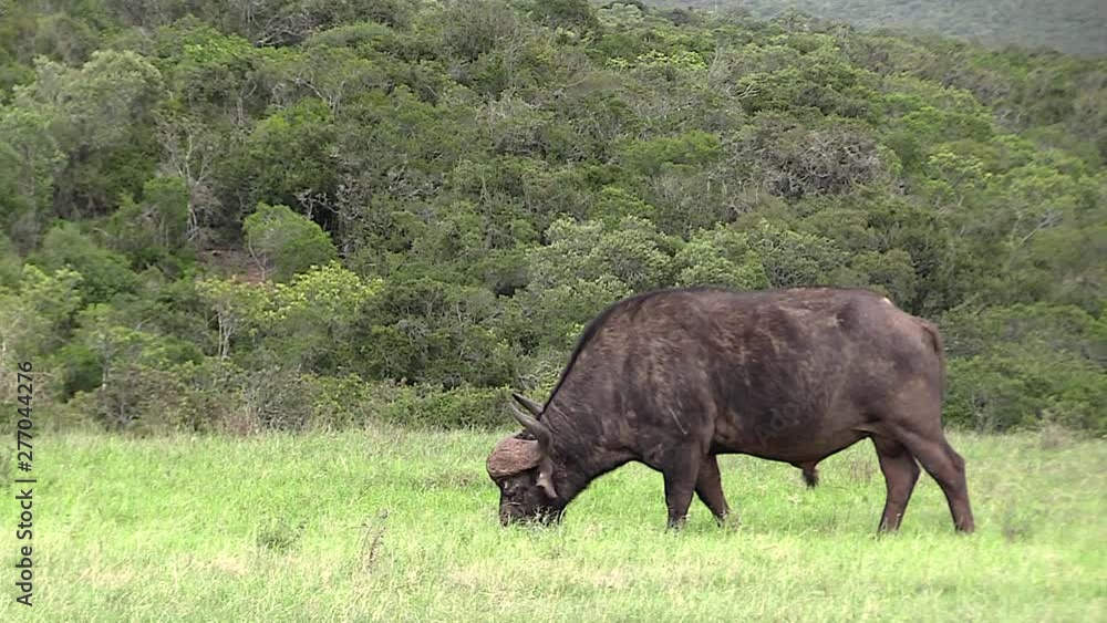 An African Cape Buffalo grazing on grass in Africa An African Cape Buffalo grazing on grass in Africa
