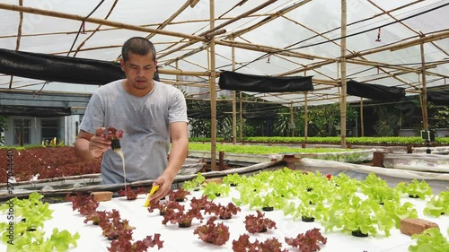 Smart agriculture technology concept - Farmer ckecking water ph value of organic hydroponic red oak in plant nursery farm. Smart agriculture technology. photo