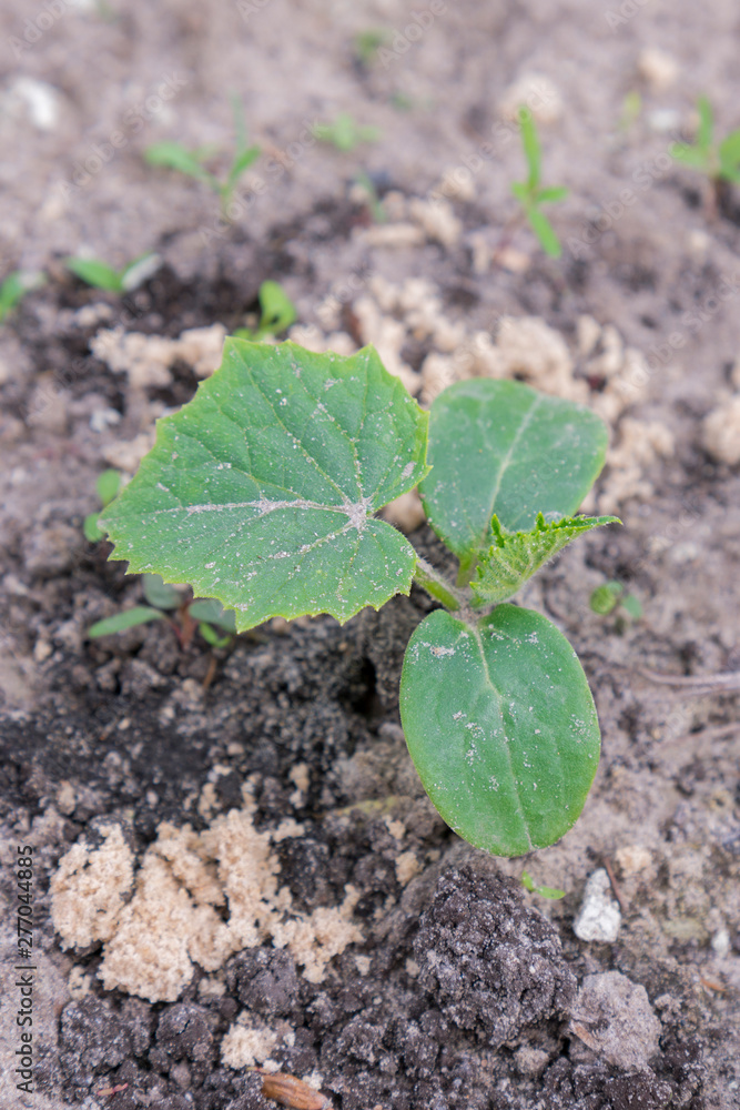 Cucumber bush in the garden. copy space. vertical photo