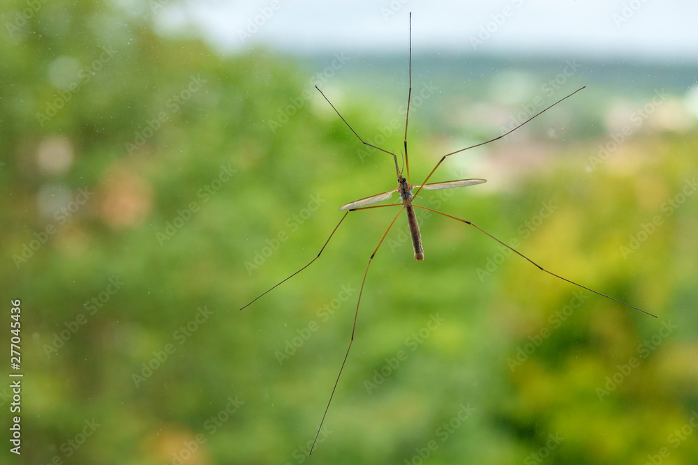 Cran fly with long legs sitting on a window Cran fly with long legs sitting on a window