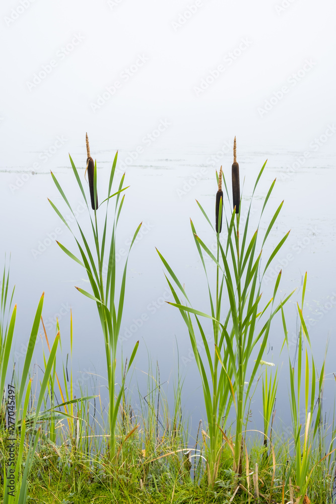 Cattail plants at a lake Cattail plants at a lake