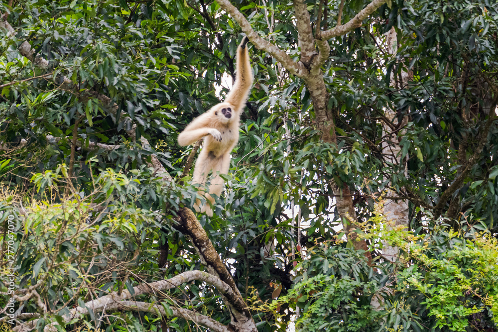 Common gibbon, White-handed gibbon Common gibbon, White-handed gibbon
