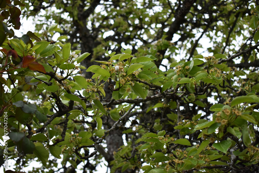 Ramas de arbol peral, arbol Pyrus communis Ramas de arbol peral, arbol Pyrus communis