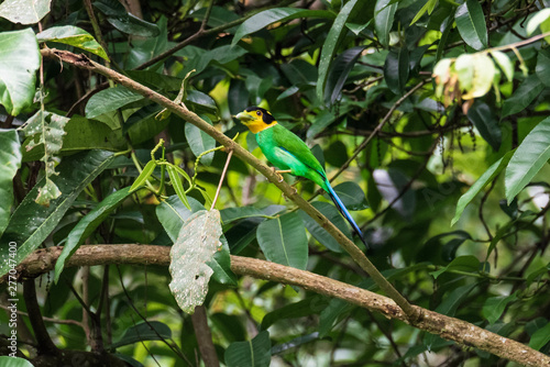 Colorful Bird Long Tailed Broadbill (psarisomus dalhousiae ) on Tree Branch photo