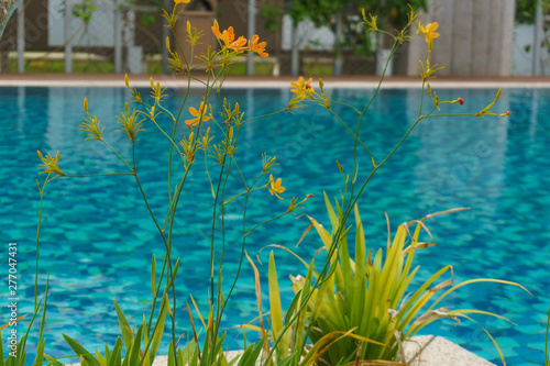 beautiful yellow flower over blurry pool