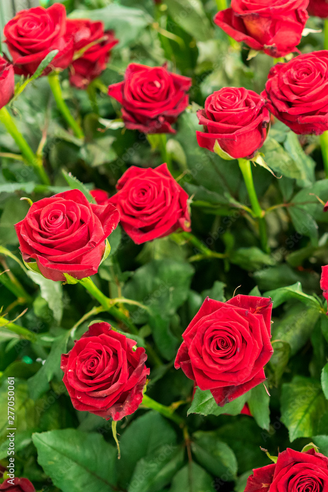 Fresh, natural red roses with green leaves. background. vertical photo Fresh, natural red roses with green leaves. background. vertical photo