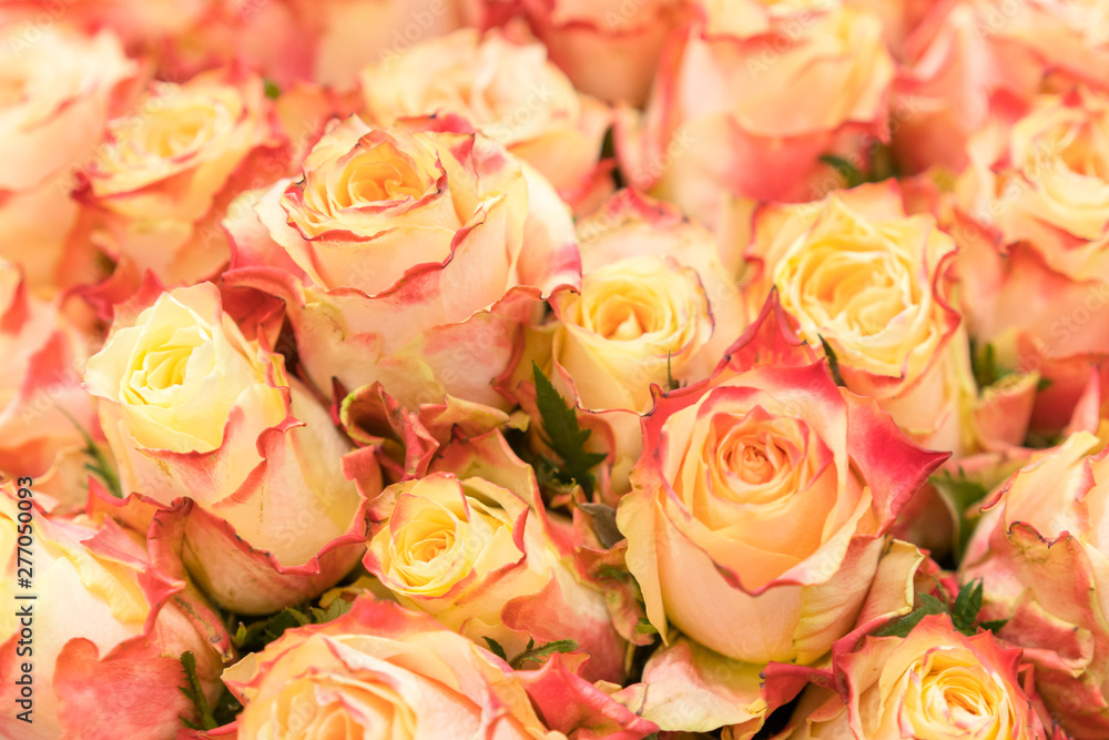 Fototapeta premium Background of pink orange and peach roses. Natural background of fresh roses. Soft focus