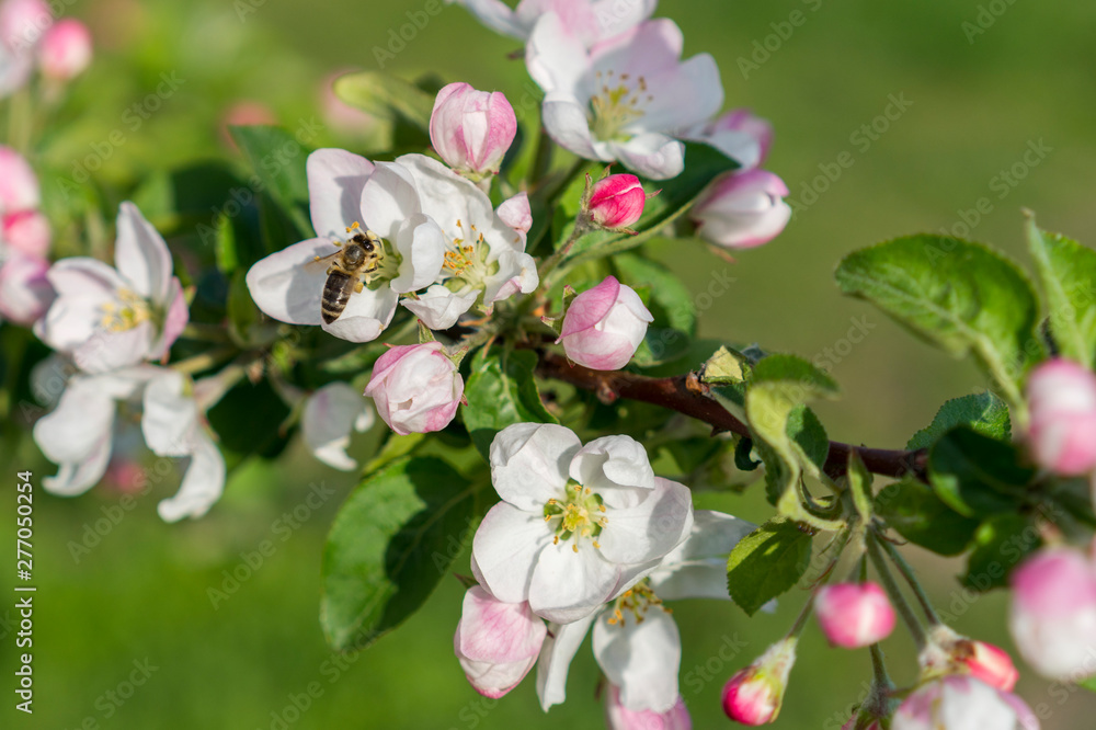 Honey bee pollinating apple blossom. The Apple tree blooms. Spring flowers Honey bee pollinating apple blossom. The Apple tree blooms. Spring flowers