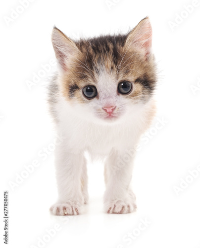 One little kitten. © voren1