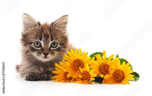 Kitten with daisies.