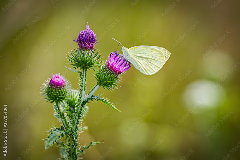 Pieris brassicae, the large white, Pieris brassicae, the large white,