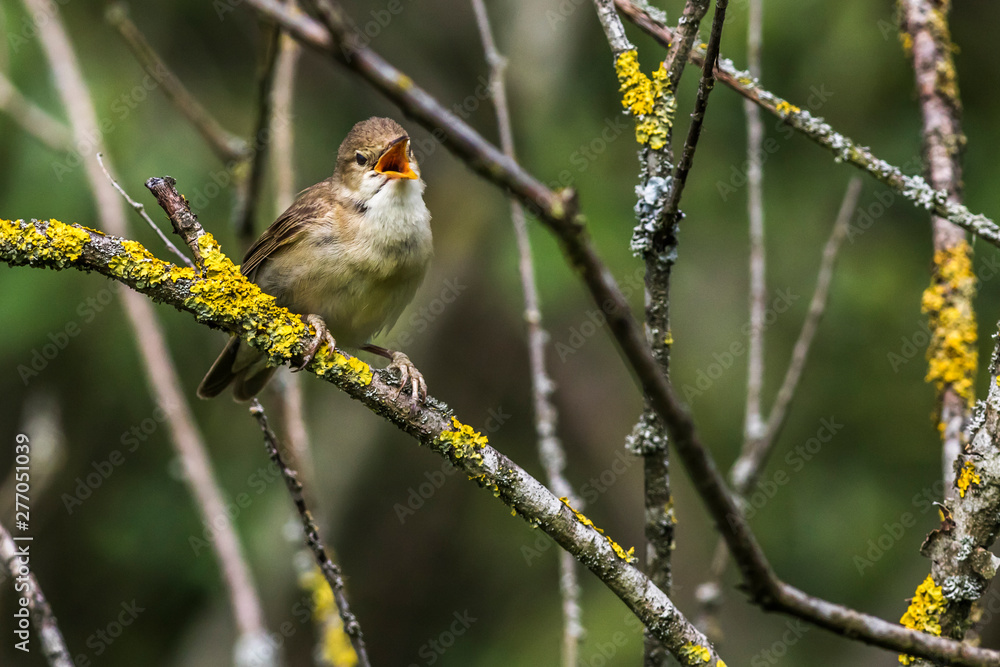 Eurasian reed warbler(Acrocephalus scirpaceus)