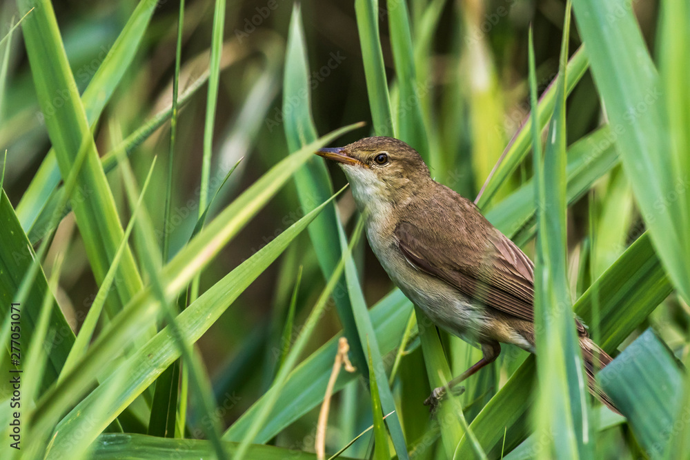 Eurasian reed warbler(Acrocephalus scirpaceus)
