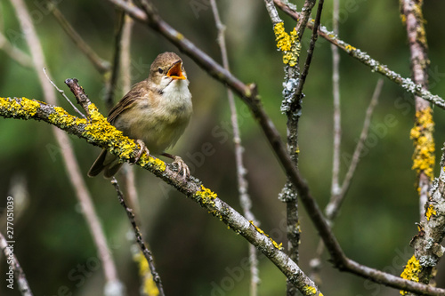 Obraz na płótnie Eurasian reed warbler(Acrocephalus scirpaceus) w salonie