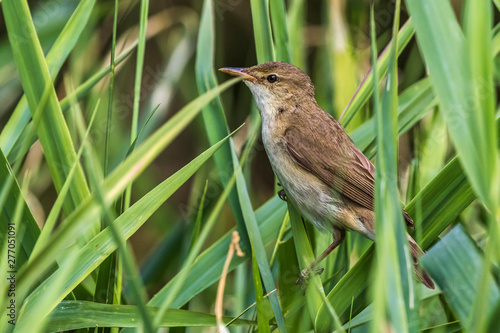 Obraz na płótnie Eurasian reed warbler(Acrocephalus scirpaceus) w salonie
