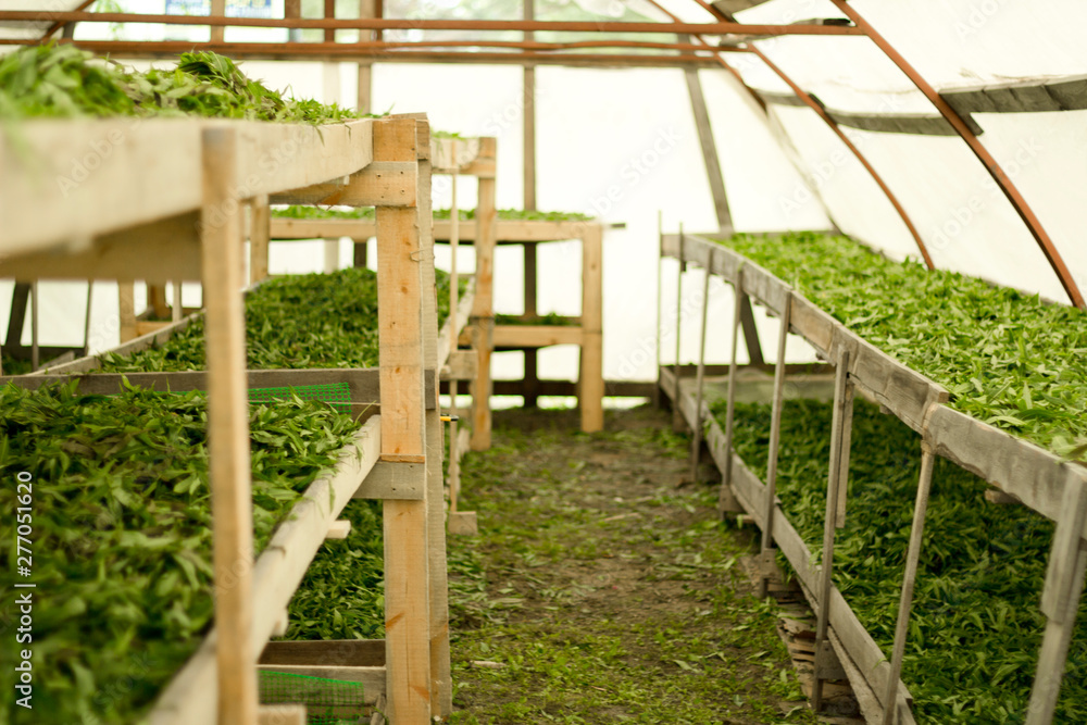 Green leaves of willow-herb on the shelves .Treatment flowering leaves and prepare for fermentation.