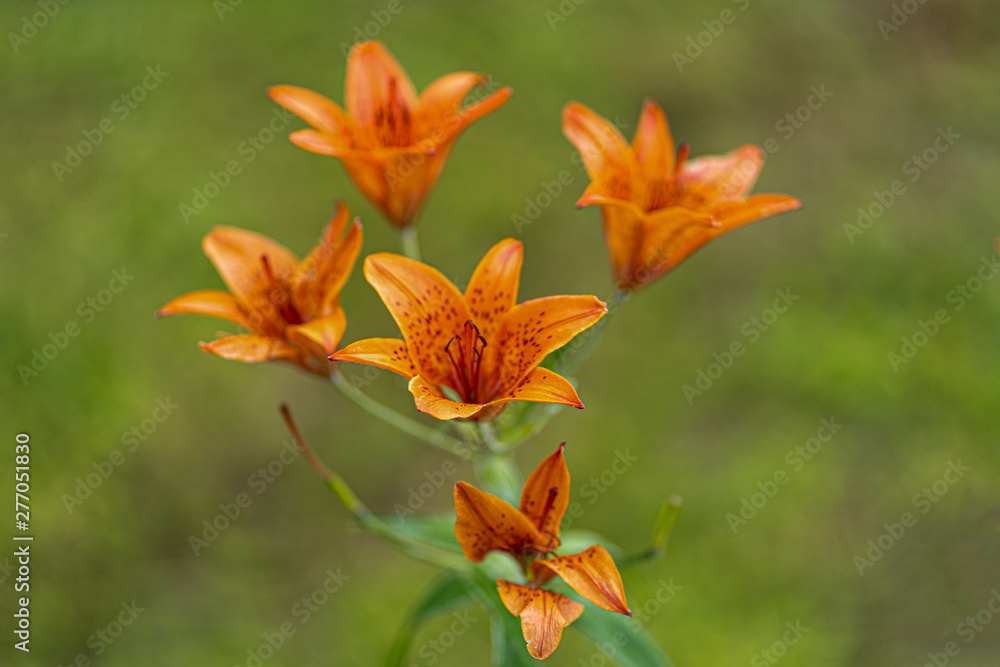 macro shot of orange lilies in soft focus macro shot of orange lilies in soft focus