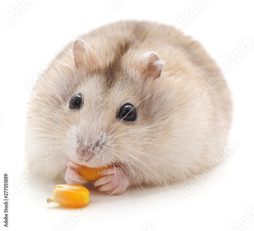 Hamster that eats.