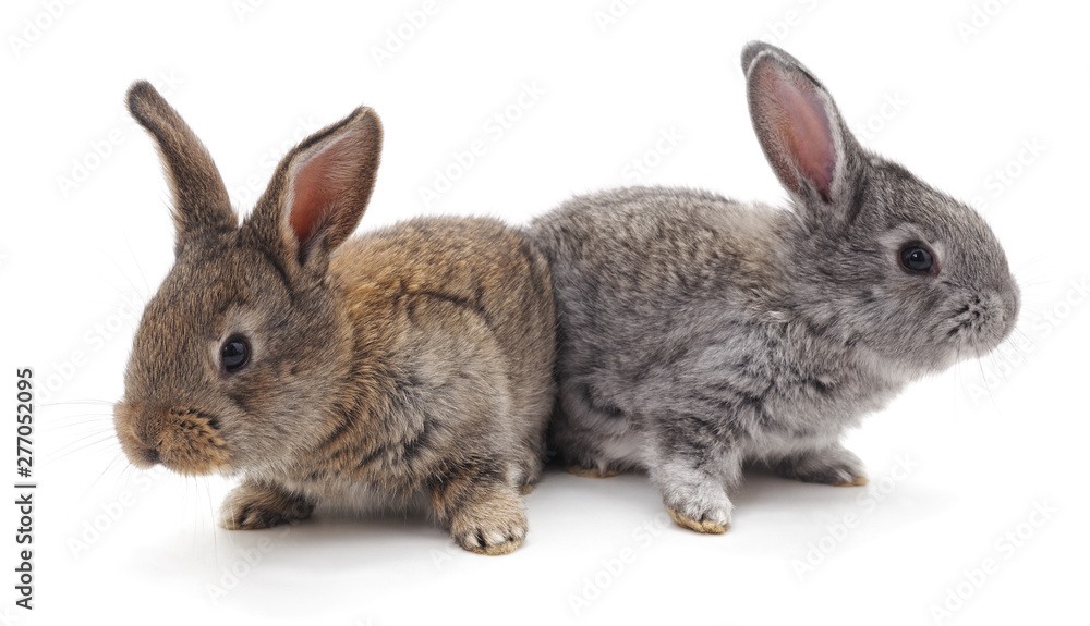 Two beautiful rabbits. Two beautiful rabbits.