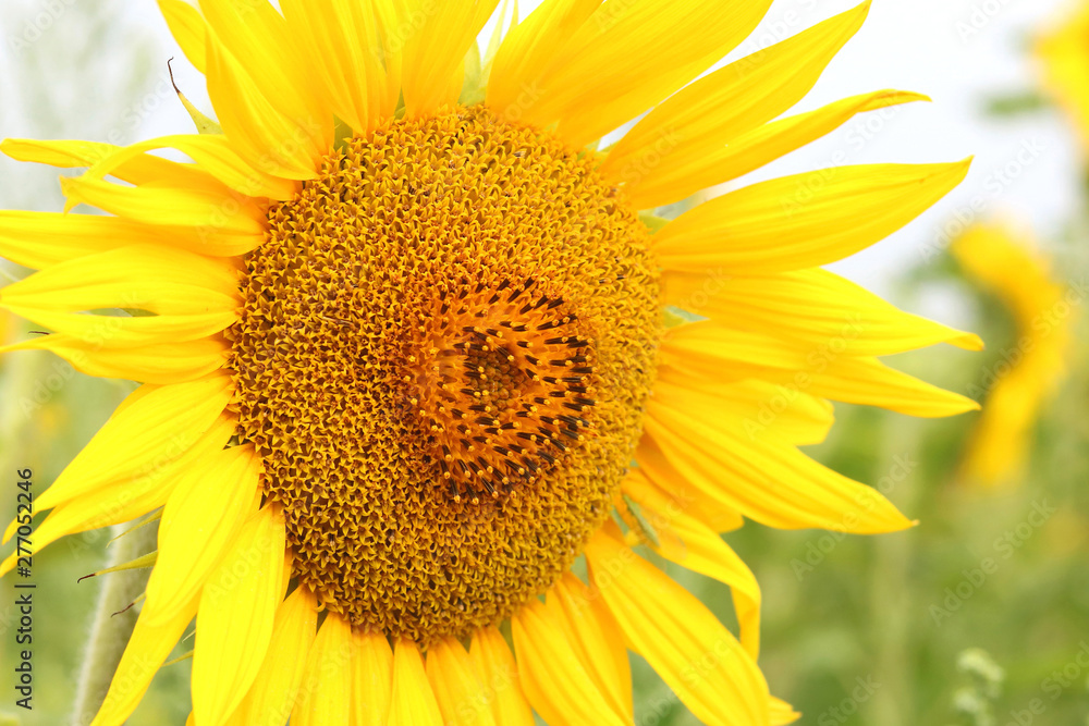 Beautiful yellow sunflower against sky close up