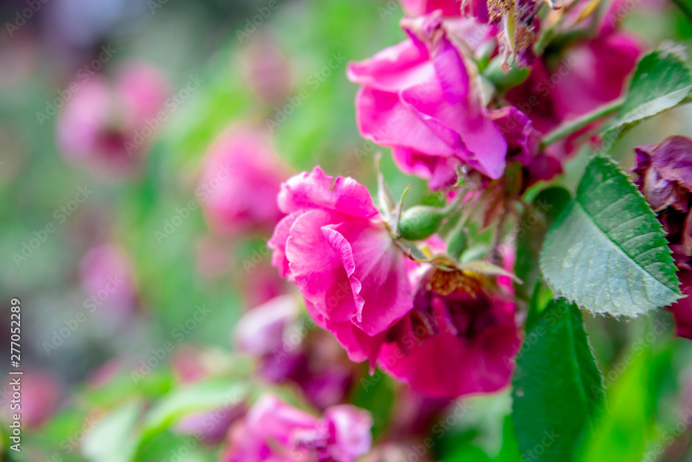 Flowering pink roses in the garden.background, copy space. Flowering pink roses in the garden.background, copy space.